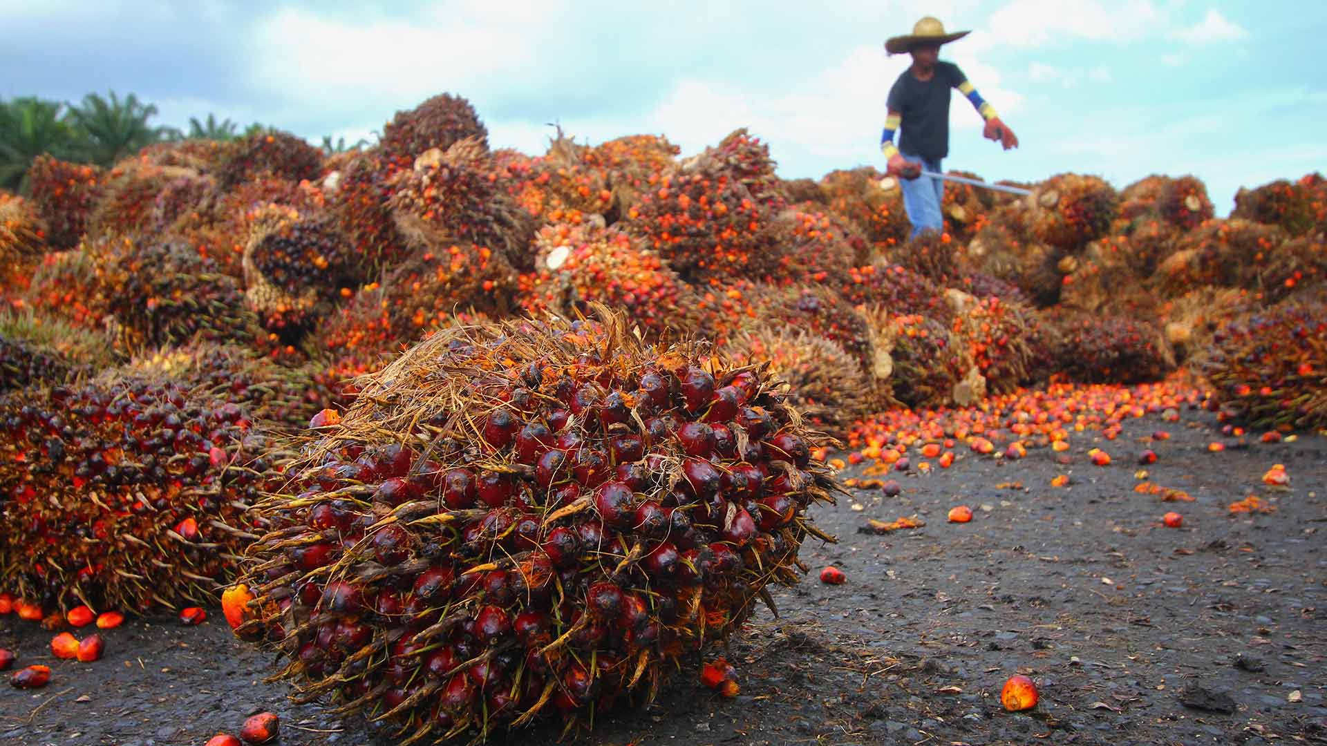  Sustainable palm oil?