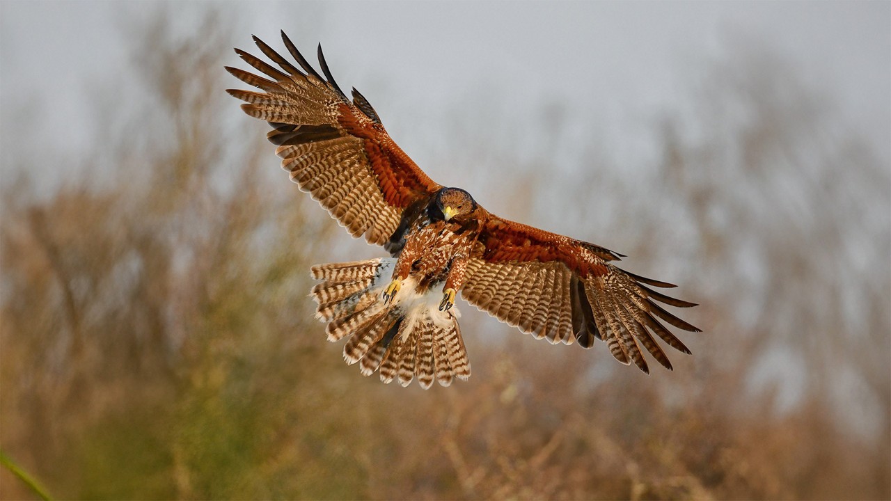 Bird flying with spreaded wings