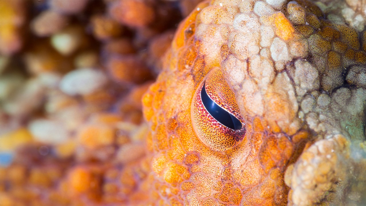 An orange coloured octopuses eye