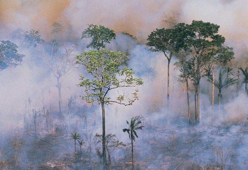 Image for: Amazon fires, Global Deforestation and what we are doing about it