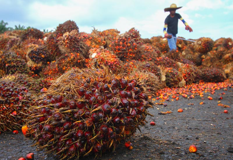 Image for: Sustainable palm oil?