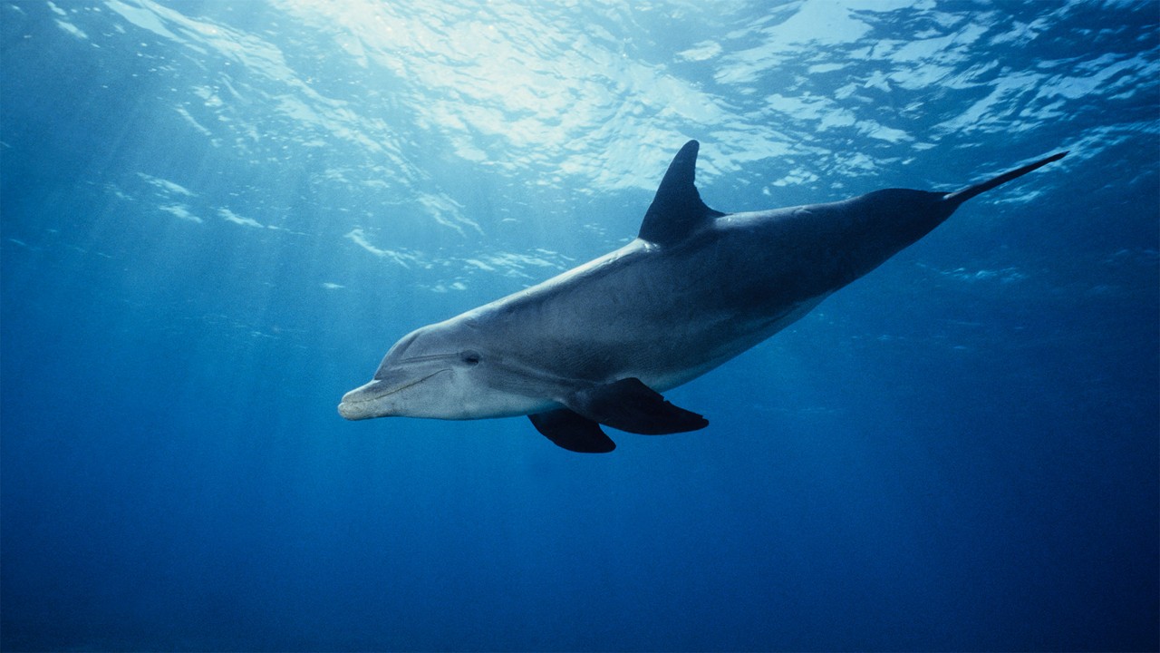 Dolphin swimming in the ocean